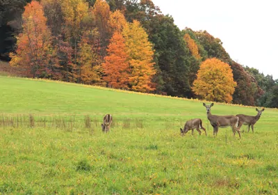 Deer at grass field with autumn trees at the background stock photo Deer at grass field with autumn trees at the background stock photo
